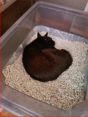 猫トイレで眠る猫の画像