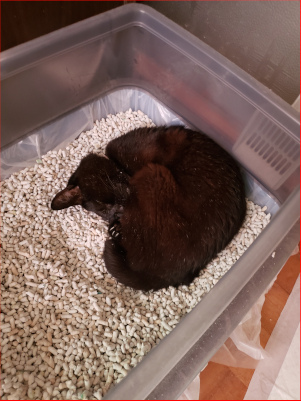 トイレで寝る猫の画像２