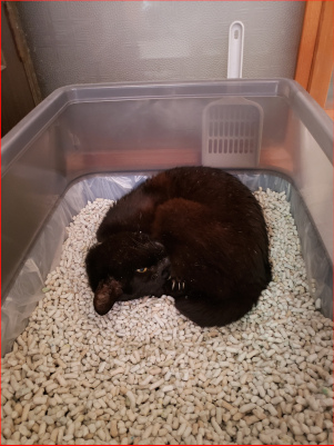 トイレで寝る猫の画像３