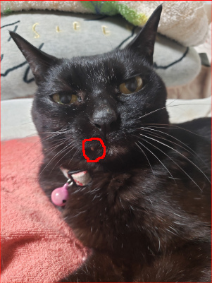 牙が覗いている猫の画像
