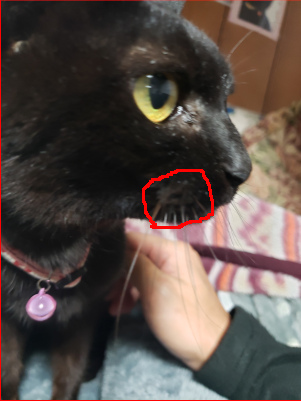 猫の口元の画像