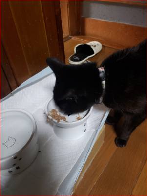 ご飯を食べる猫の画像