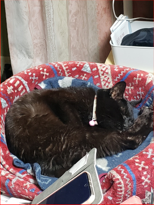 猫ベッドで寝る猫の画像