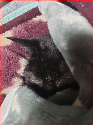 寝る猫の画像
