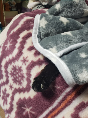 ブランケットから手がのぞいている猫の画像