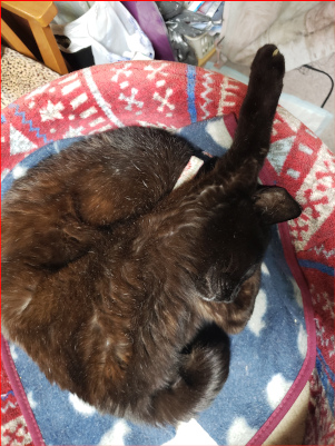 股の間に顔を突っ込んで寝る猫の画像