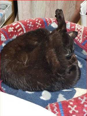 股の間に顔を突っ込んで寝る猫の画像２