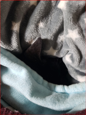 布団に潜り込んで寝る猫の画像