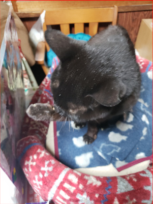 顔を洗う猫の画像