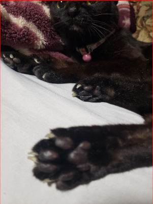 猫の肉球の画像