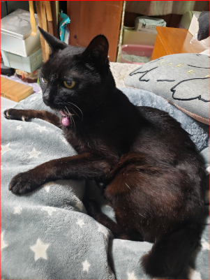 猫ベッドで寛ぐ猫の画像