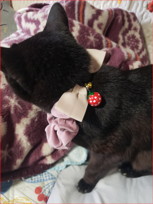 首輪をつけた猫の画像