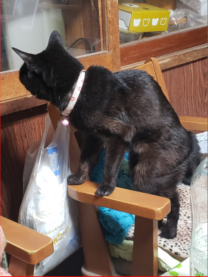 身を乗り出し中を眺める猫の画像