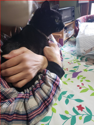 羽交い絞めにされる猫の画像