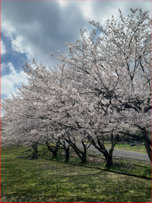 桜並木の画像２