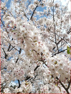 桜の枝の画像