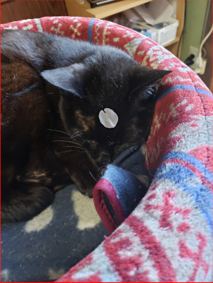 桜の花びらと黒猫の画像