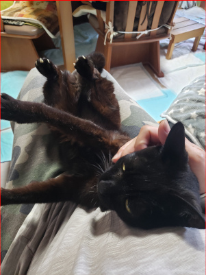 ヘソ天で抱っこされる猫の画像