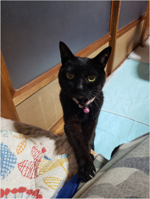 前足でちょんちょんとする猫の画像