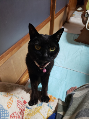 身を乗り出してくる猫の画像
