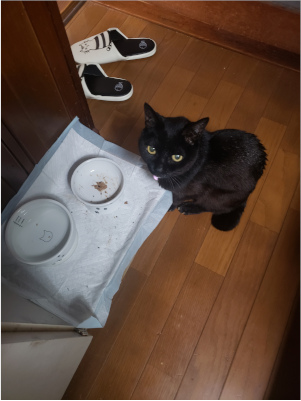 こちらを見上げる猫の画像