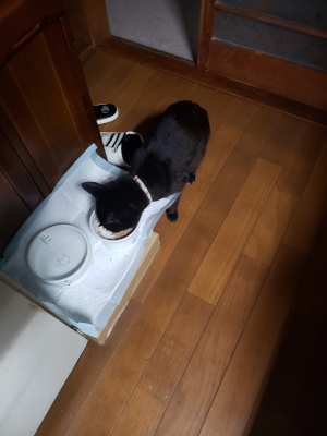 ごはんを食べる猫の画像