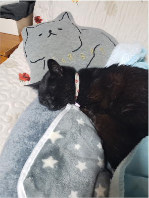爆睡する猫の画像