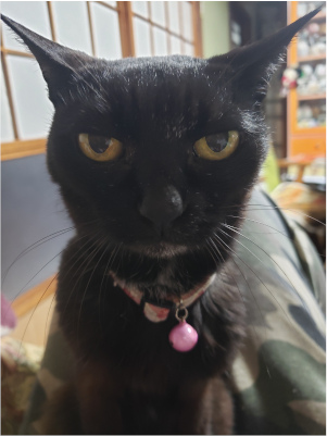 猫の顔のアップの画像