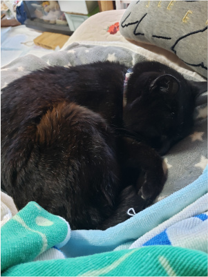 寝てる猫の画像