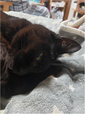 目を開けたまま寝る猫の画像