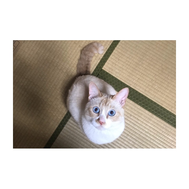f:id:kuronekoekaki:20200718172448j:plain f:id:kuronekoekaki:20200718172448j:plain