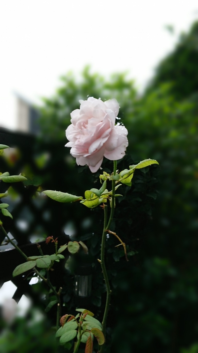 f:id:kuronekofreedom:20210926230233j:plain