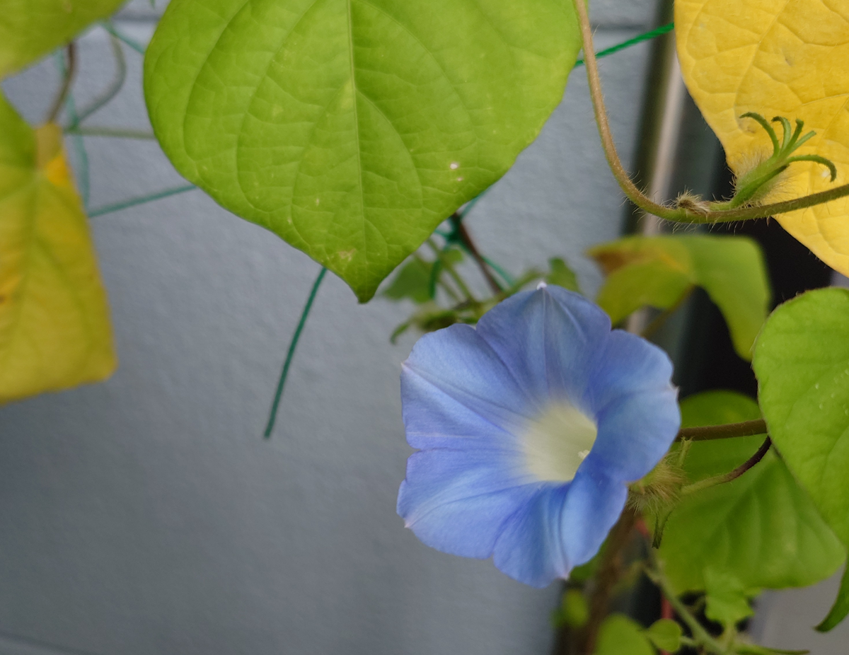 朝顔の観察日記（2025-13）- プランタ2号機 開花 - くろねこ自由気まま