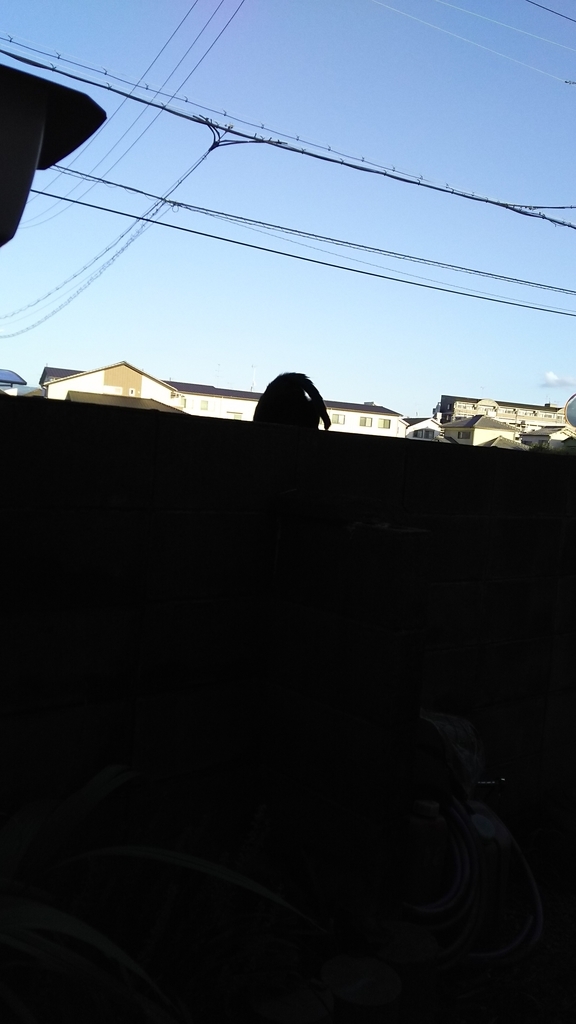 f:id:kuronekoh:20181002231844j:plain