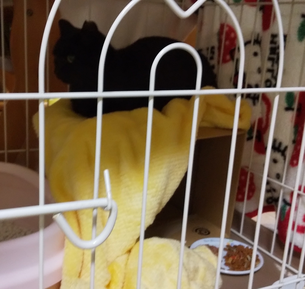 f:id:kuronekoh:20190219130248j:plain