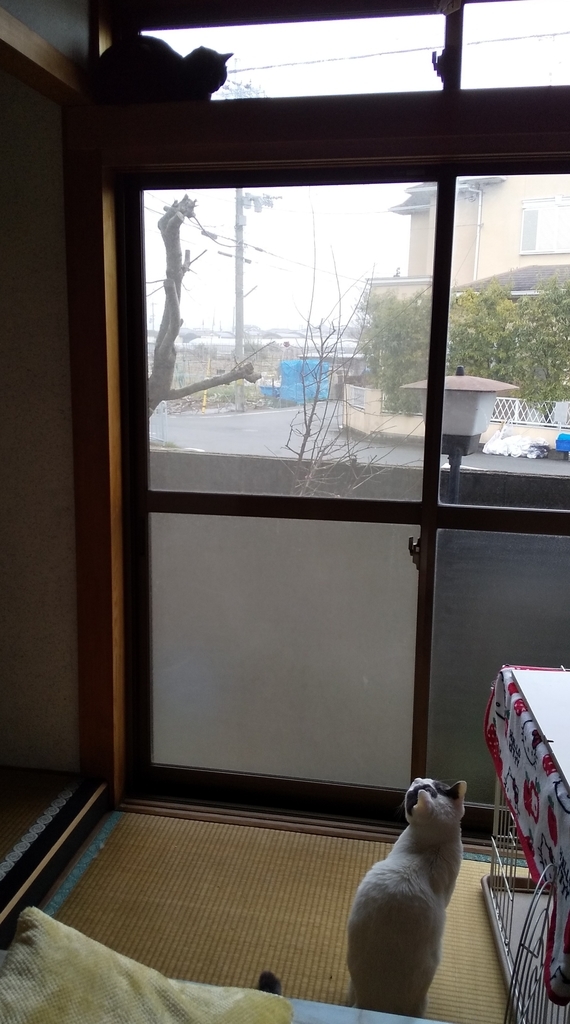 f:id:kuronekoh:20190221153937j:plain