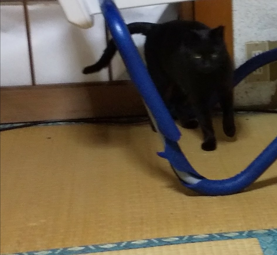 f:id:kuronekoh:20190327161449j:plain