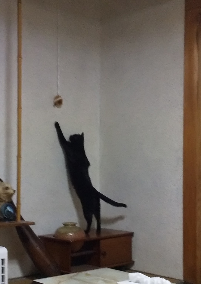 f:id:kuronekoh:20190327163240j:plain