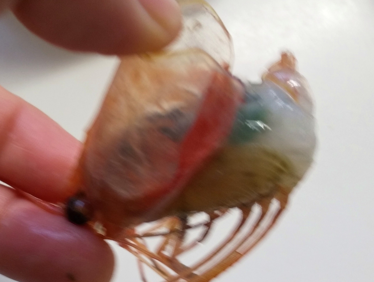 f:id:kuronekoh:20191110022913j:plain