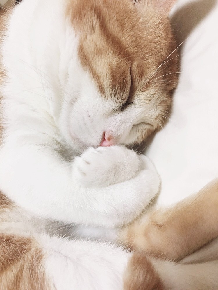 f:id:kuronekoh:20191203105257j:plain