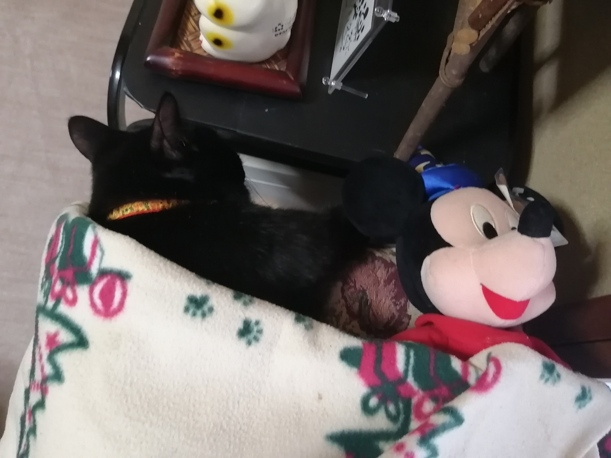 f:id:kuronekomalucomama:20210104012616j:plain