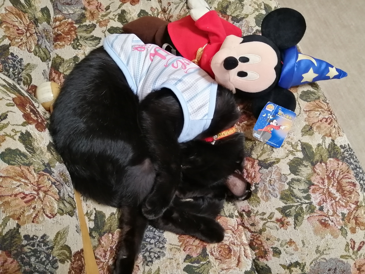 f:id:kuronekomalucomama:20210104023401j:plain