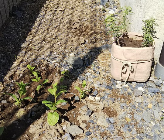 f:id:kuronekopapi:20180428112612j:plain