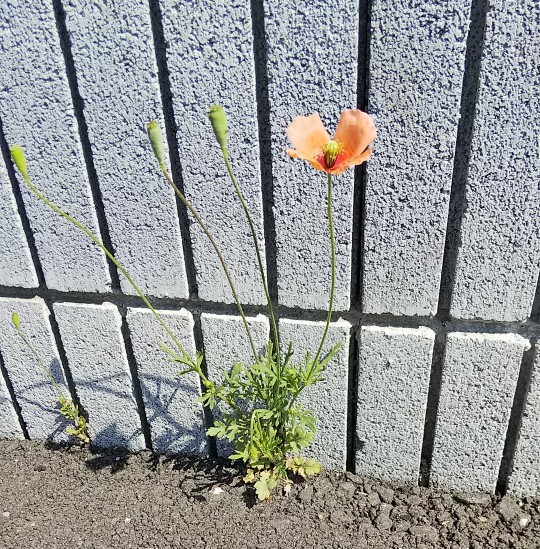 f:id:kuronekopapi:20180428113131j:plain