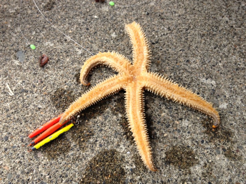 f:id:kuronekoyamato:20120722140134j:image f:id:kuronekoyamato:20120722140134j:image