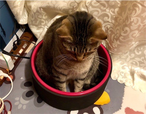 f:id:kuropantu:20190505081725j:plain:w200 f:id:kuropantu:20190505081725j:plain:w200