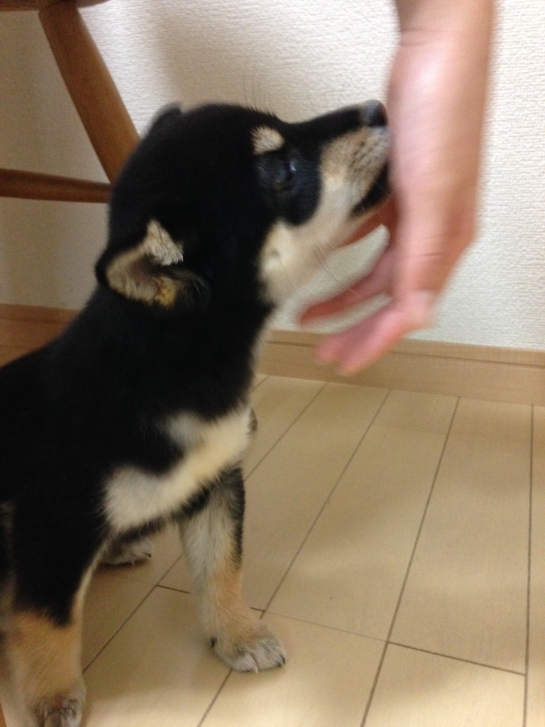 f:id:kuroshibainu:20180106131405j:plain f:id:kuroshibainu:20180106131405j:plain