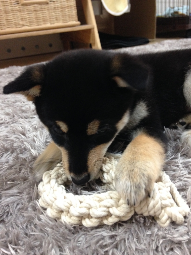 f:id:kuroshibainu:20180109114451j:plain f:id:kuroshibainu:20180109114451j:plain