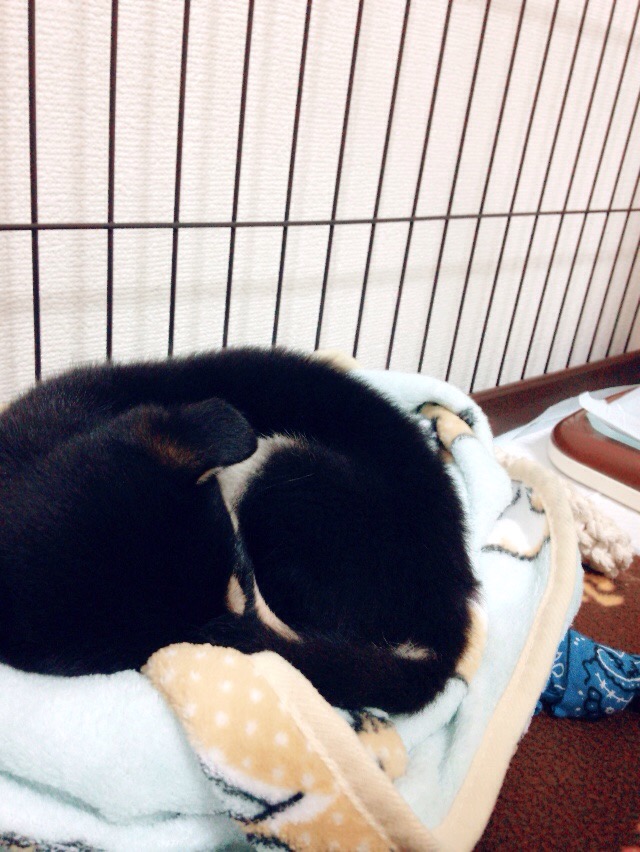 f:id:kuroshibainu:20180112230053j:plain f:id:kuroshibainu:20180112230053j:plain