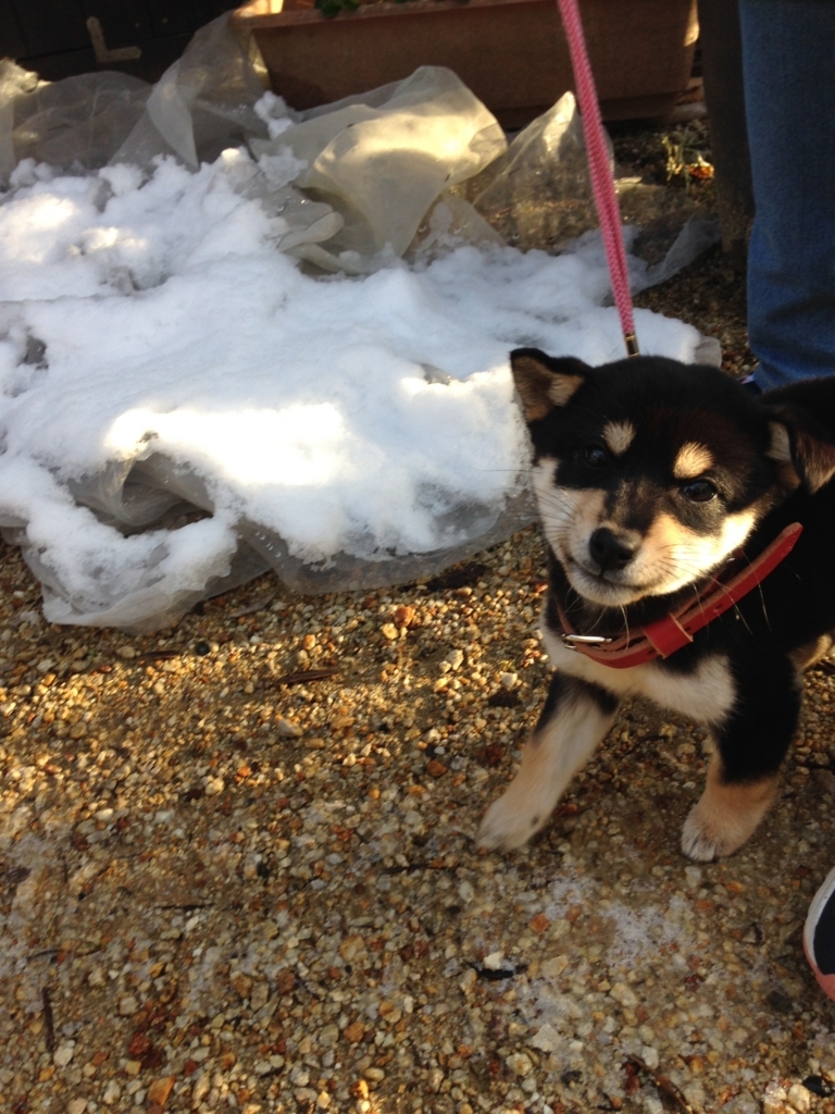 f:id:kuroshibainu:20180114224453j:plain f:id:kuroshibainu:20180114224453j:plain